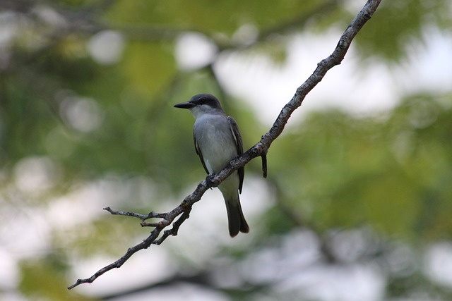 付出同样不